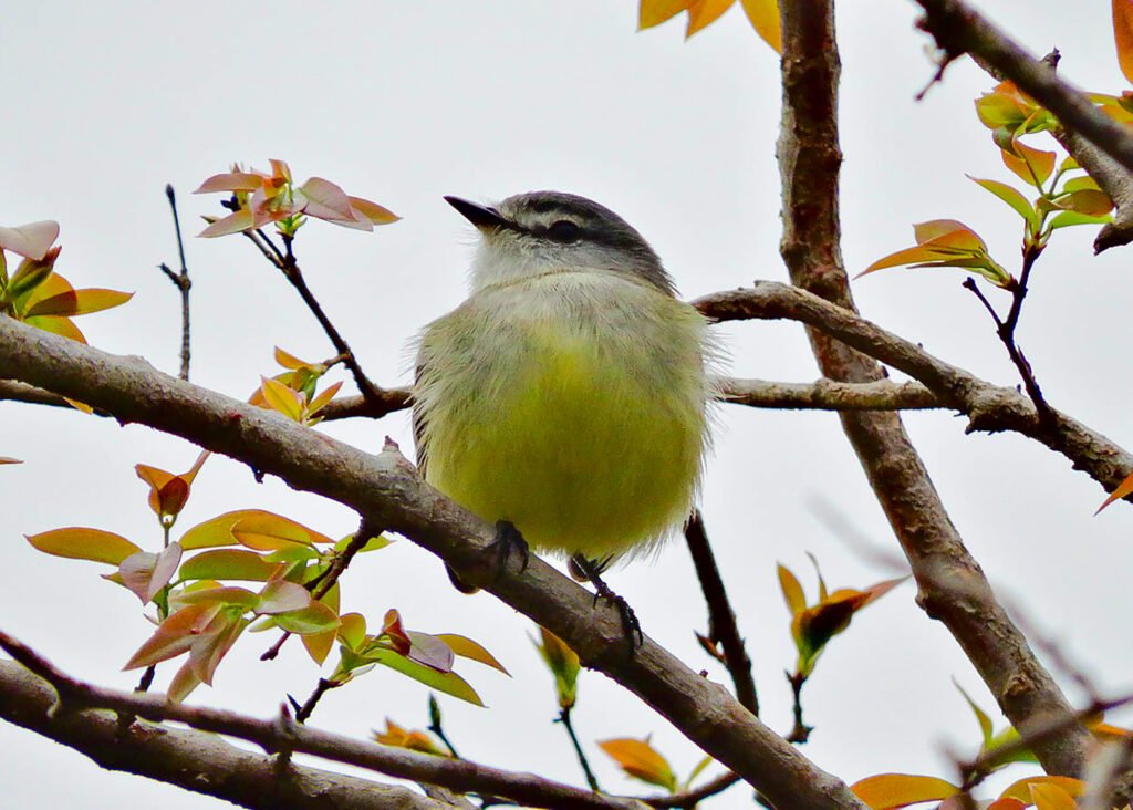 Mais um birdwatching (observação de aves em inglês) será realizado em Santa Bárbara d’Oeste. Desta vez acontecerá no Parque dos Ipês, no Jardim Belo Horizonte, neste domingo (25), às 7 horas