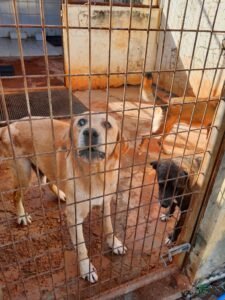 CCZ de Americana realiza feira de adoção de pets neste sábado