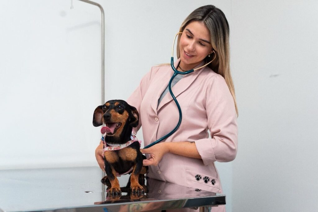 FAM realizará castração a baixo custo de cães e gatos em parceria com a Prefeitura