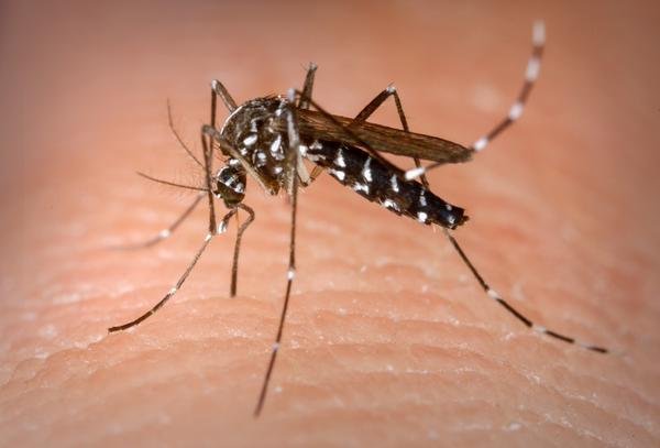 Idoso morreu por dengue no dia 7 de maio, quatro dias após apresentar sintomas.