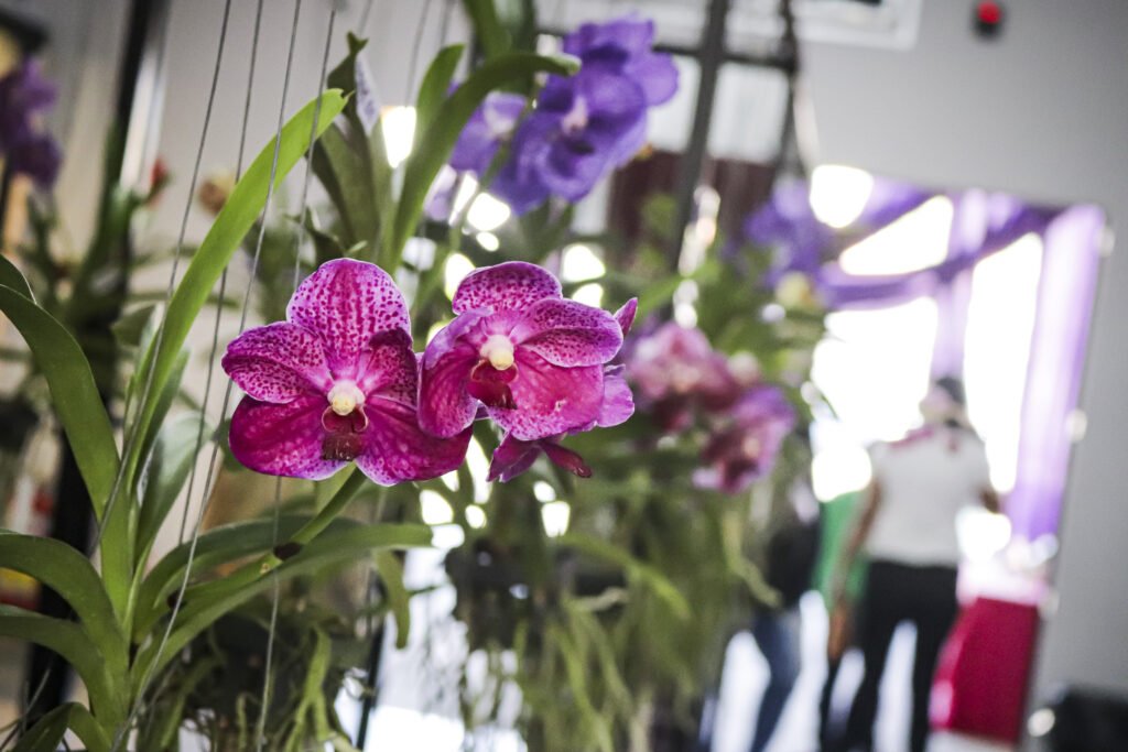 Festival das Orquídeas de Santa Bárbara 2024 acontece neste fim de semana