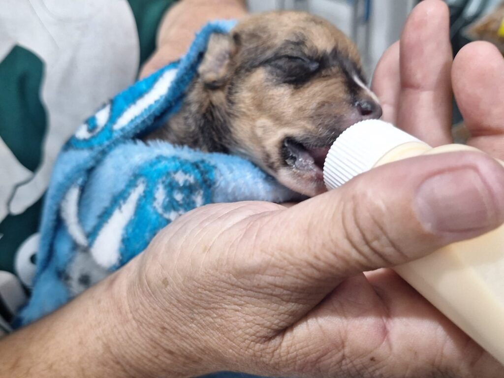 Gama resgata filhotinhos de cães de situação de maus-tratos