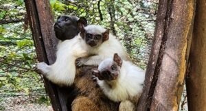 Novos animais estão em exposição no Parque Ecológico Municipal "Engenheiro Cid Almeida Franco" - Zoo Americana.