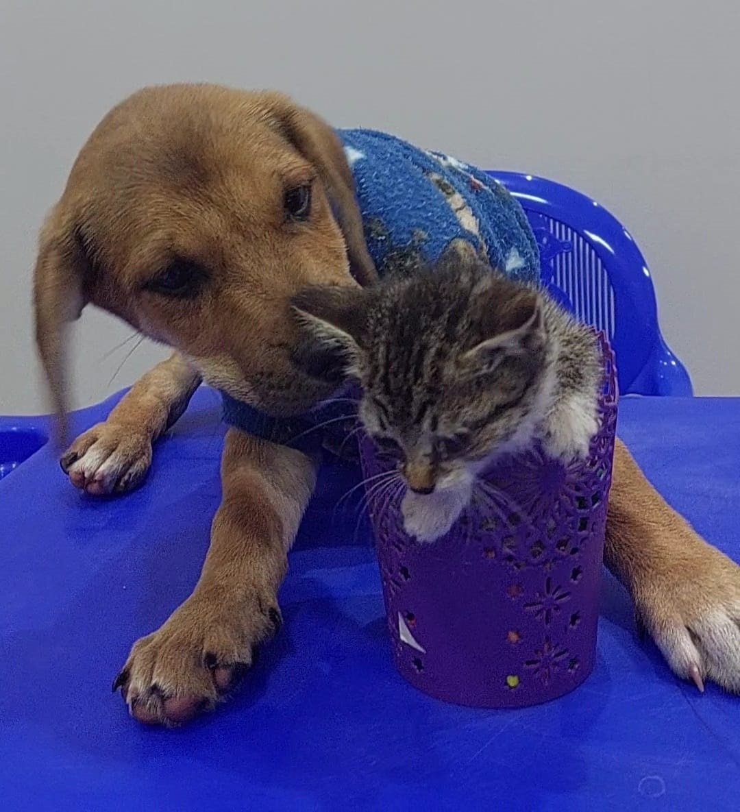 Três cães e dois gatos estarão disponíveis para adoção na Feira Pet do Tivoli Shopping