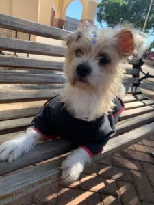 Três gatinhos e cinco cachorros estarão disponíveis para adoção nesta quarta