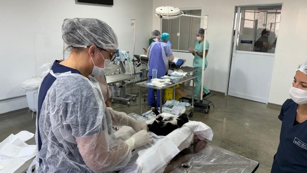 Hospital Veterinário FAM promove segundo CastraFAM em Americana