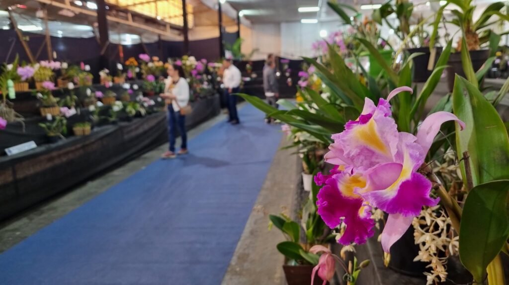 Americana recebe Exposição de Orquídeas na Fidam até domingo