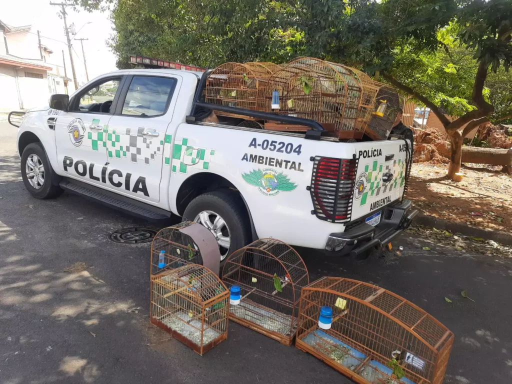 Homem é detido em Americana por vender aves silvestres pela internet