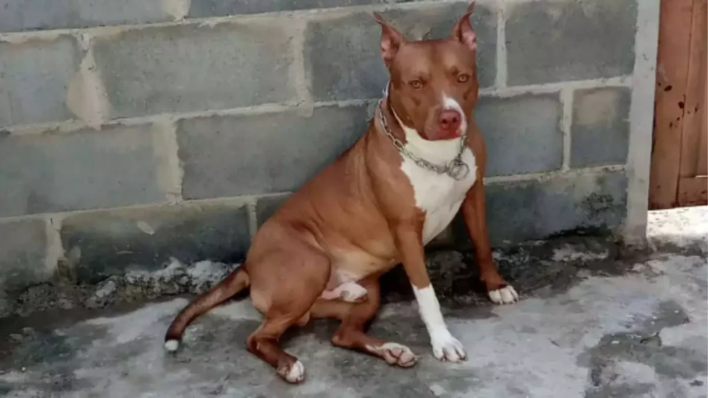 Homem é preso por matar cachorro em Nova Odessa