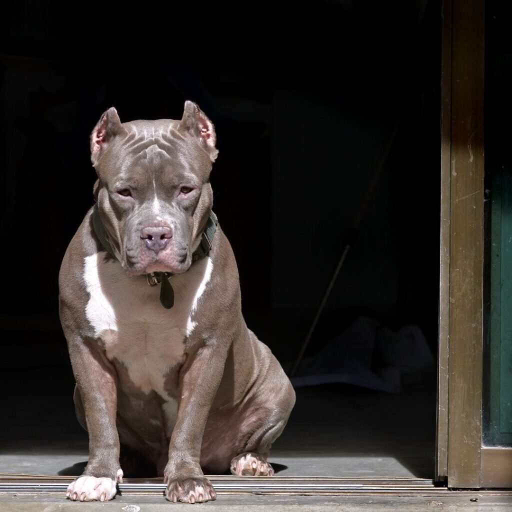 Idosa é atacada por dois pitbulls em sua própria residência em Americana