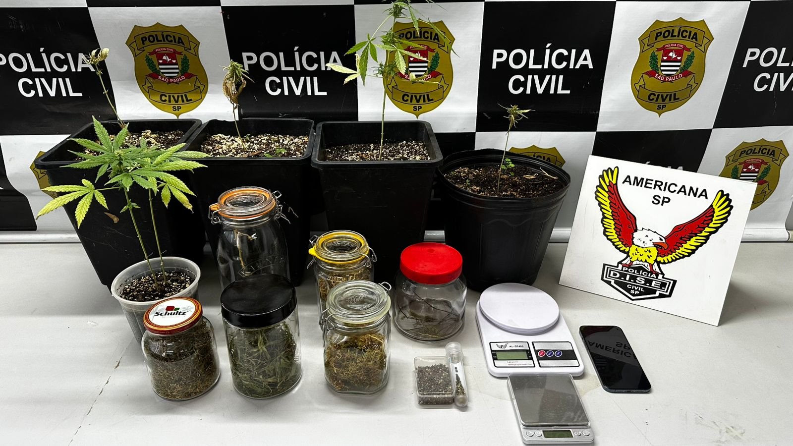 Durante as buscas na residência do suspeito, foram encontrados 72 gramas de flores de maconha armazenados em seis potes de vidro, além de vasos com pés da planta, pesando 25 gramas, e dois frascos contendo 46 gramas de sementes de maconha. Também foram apreendidas duas balanças de precisão e um celular, possivelmente utilizadas na atividade criminosa.