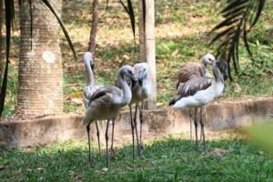 Os visitantes também podem conhecer as novas espécies de animais que chegaram recentemente ao zoológico de Americana: uma lhama macho e seis jovens flamingos.