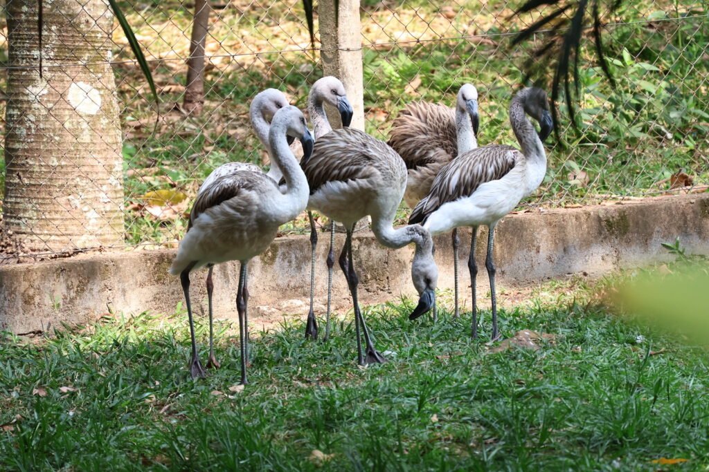 Parque Ecológico Municipal “Engenheiro Cid Almeida Franco” - Zoo Americana. Às 9h deste sábado haverá uma solenidade em alusão à data e, na sequência, terá início a programação especial com diversas atrações.