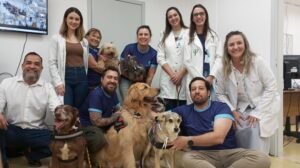 Seis cães-terapeutas do projeto Patas Solidárias realizaram uma nova visita ao Hospital Municipal Dr. Waldemar Tebaldi, em Americana, nesta segunda-feira (25). Mais uma vez, os carismáticos animais percorreram diversas alas da unidade chamando a atenção de pacientes, acompanhantes e funcionários do HM. Neste ano, esta foi a terceira ação do projeto no hospital, já realizada também na Unacon (Unidade de Assistência de Alta Complexidade em Oncologia) do município. Conduzidos por seus tutores, os cães-terapeutas Tobias, Xubica, Aisha, Desmond, Julia e Browne circularam pelas alas 1 e 3, na recepção do Pronto-Socorro Infantil (PSI), nas salas administrativas e outras dependências do HM. “Participar de um projeto como o Patas Solidárias renova nossas esperanças ao pensar em um tratamento digno e humanizado, já que a iniciativa traz bem-estar e cuidado aos pacientes. A presença dos cães-terapeutas também modifica a rotina do hospital, tornando-o mais leve, divertido e gerando nos pacientes a sensação de proximidade do lar”, afirmou Marcella Pozetti, diretora técnica do Hospital Municipal e uma das articuladoras da vinda do projeto Patas Solidárias ao HM, ao lado da nutricionista Andréia Rissati. “Esta ação torna o ambiente hospitalar mais humanizado, e essa interação com os pets auxilia no processo terapêutico. Vale destacar que tudo é feito com base em normas sanitárias vigentes, e os profissionais atuam com os animais de forma segura, carinhosa e acolhedora”, disse o secretário de Saúde, Danilo Carvalho Oliveira. Patas Solidárias O projeto Patas Solidárias foi idealizado e criado pela veterinária Maria Laura Bignotto Pereira, entusiasta do conceito, embasado por estudos científicos, que preconiza que a vivência e o contato com cães desencadeia benefícios terapêuticos entre os pacientes. Em 2019, ela reuniu um time de voluntários e seus cães com o objetivo de promover visitas regulares em hospitais, asilos, instituições assistenciais, unidades oncológicas e outros locais de acolhimento e/ou tratamento. O convívio com cães, diz Laura, promove benefícios como a redução dos níveis de cortisol, a diminuição da pressão arterial, a liberação de hormônios do bom humor e bem-estar, a diminuição do período de internação e a melhora da recuperação do paciente. Para integrar o projeto, o cão tem que ser obediente, dócil e ter idade acima de 1 ano, ressalta Maria Laura. Além disso, deve estar com a carteira de vacinas em dia, ser vermifugado, não ter doenças na pele e ter passado por banho higienizador pelo menos um dia antes da visita.