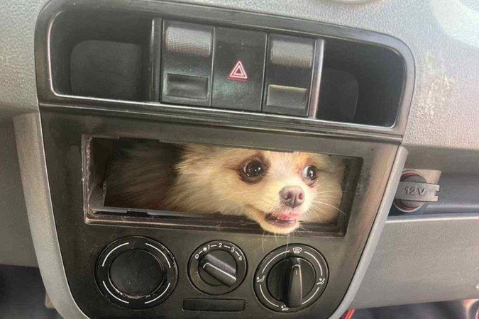 Cachorro é resgatado em painel de carro e internet se pergunta como ele foi parar lá