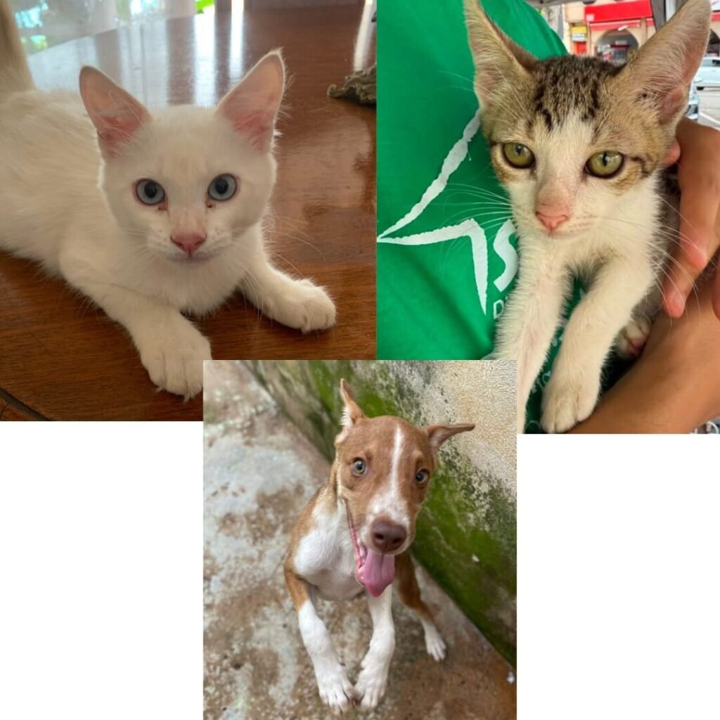 Cinco gatinhos e um cachorro estão disponíveis para adoção no Tivoli