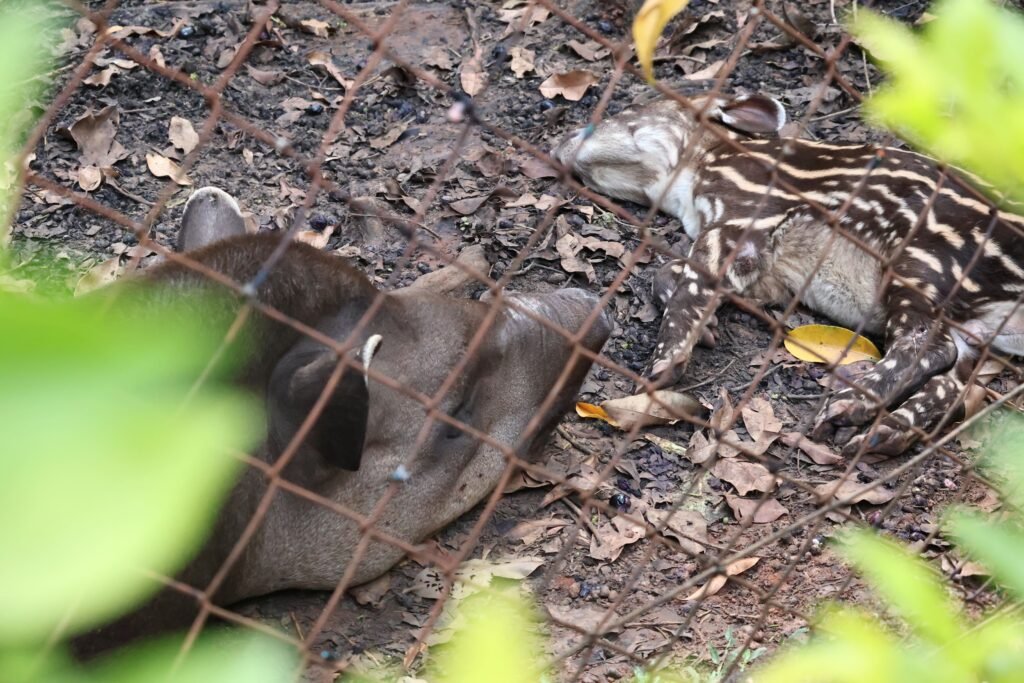 Filhote de anta nasce no Parque Ecológico de Americana