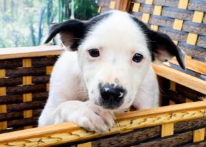 Prefeitura de Santa Bárbara lança campanha de adoção de filhotes