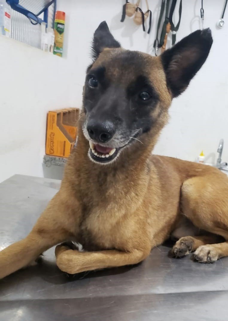 Proteção e Bem-Estar Animal de Sumaré tem cães e gatos para adoção responsável