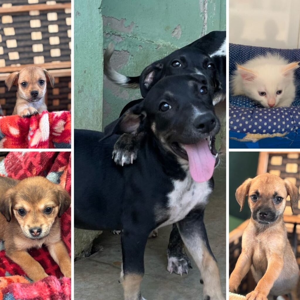 Tivoli terá seis cães e um gatinho disponíveis para adoção nesta quarta