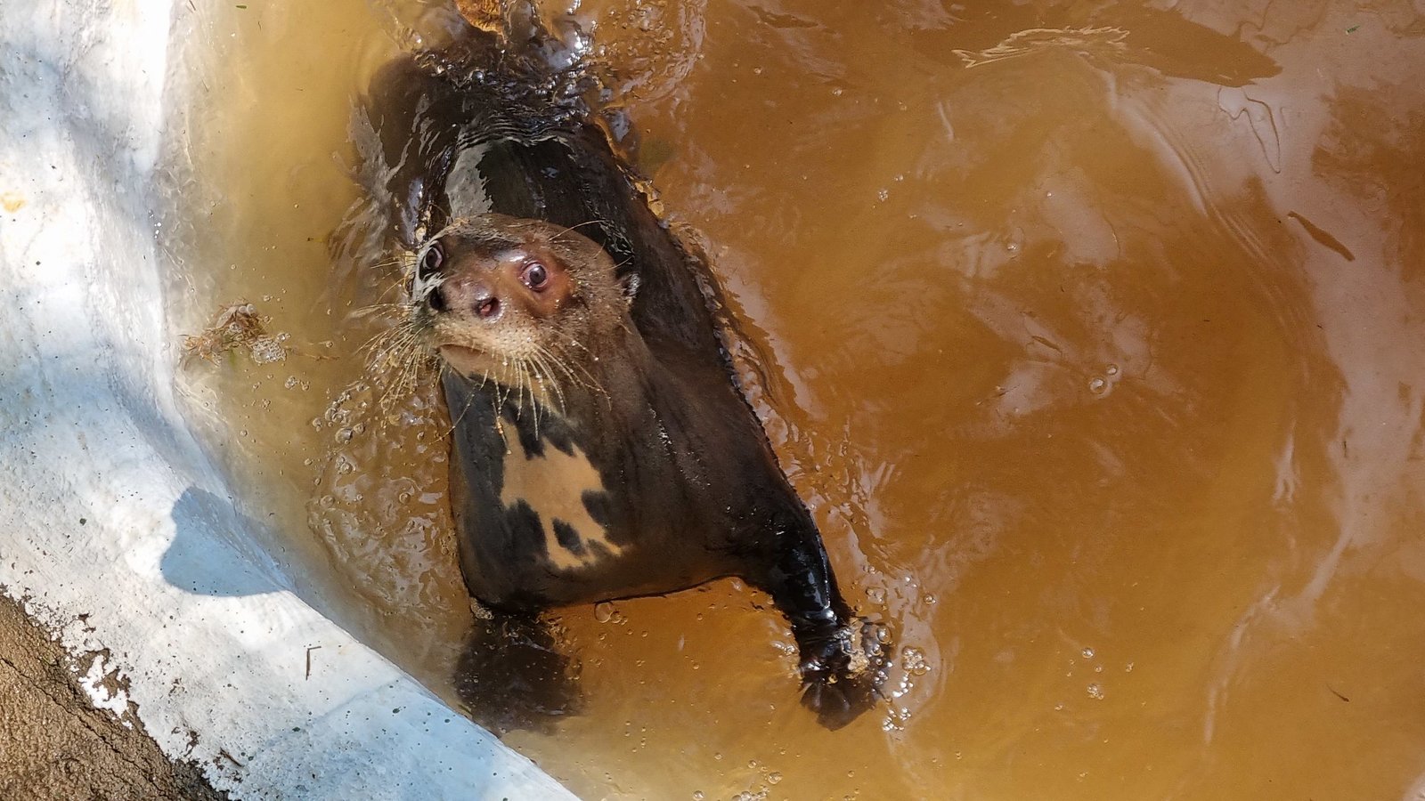 Moradores de Americana têm entrada gratuita no Parque Ecológico neste fim de semana