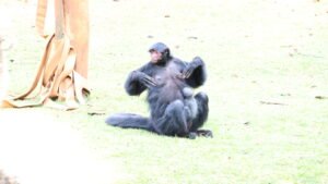 Zoo Americana recebe novos animais