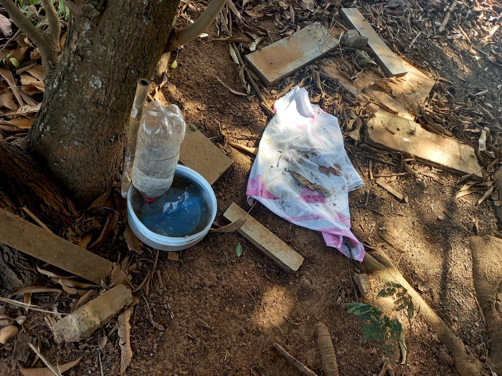 Casal abandona cão ferido e finge morte do animal para evitar tratamento