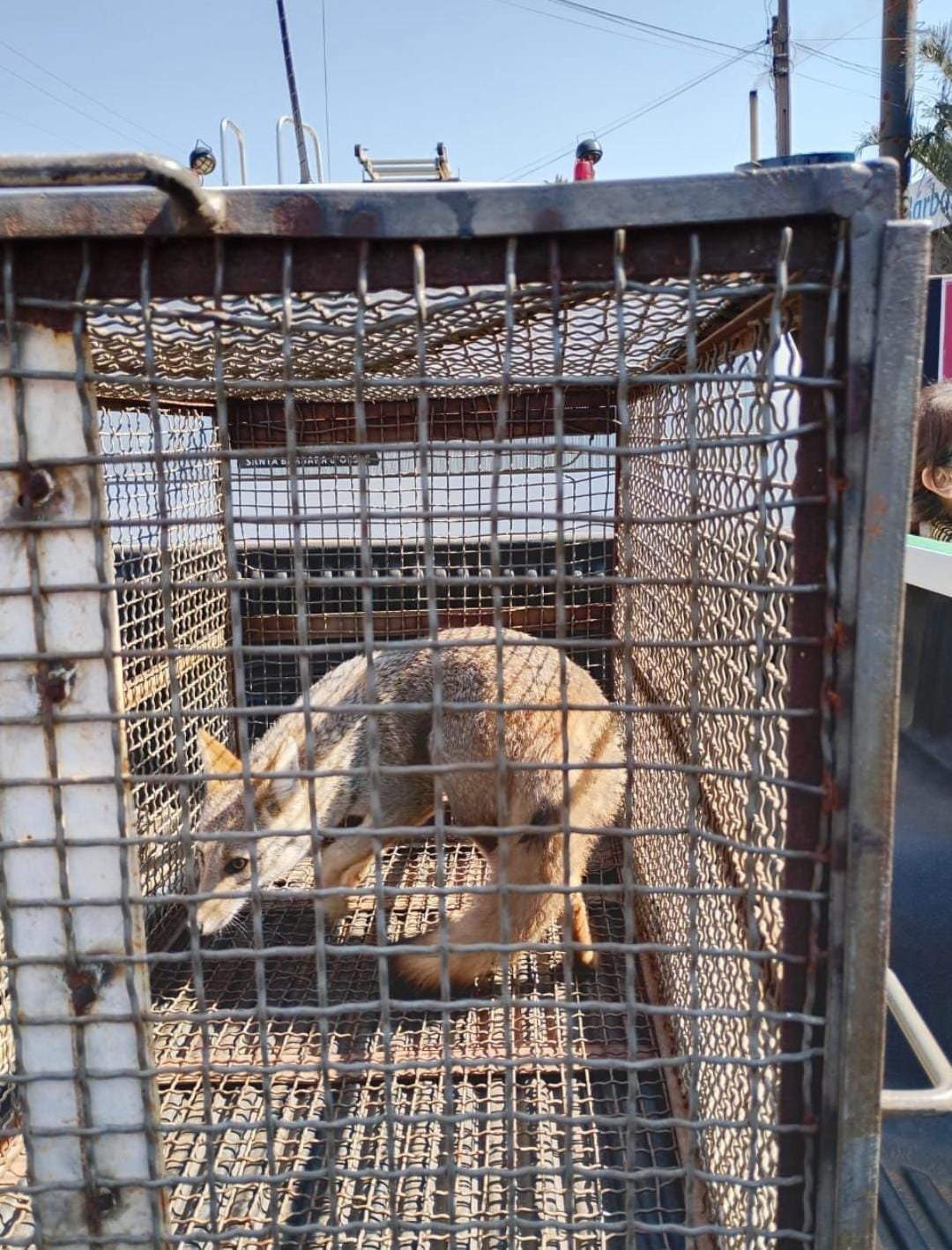 Raposa é resgatada em loja e devolvida à natureza em Santa Bárbara d’Oeste