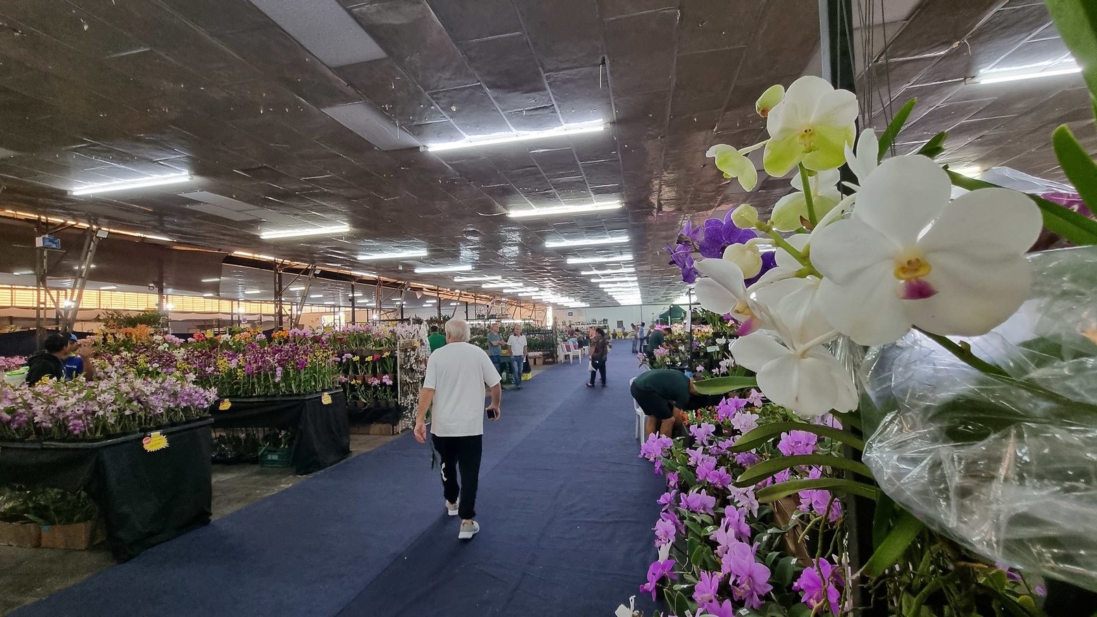Americana terá Feira AgroUrbana e Exposição Nacional de Orquídeas até domingo na FIDAM