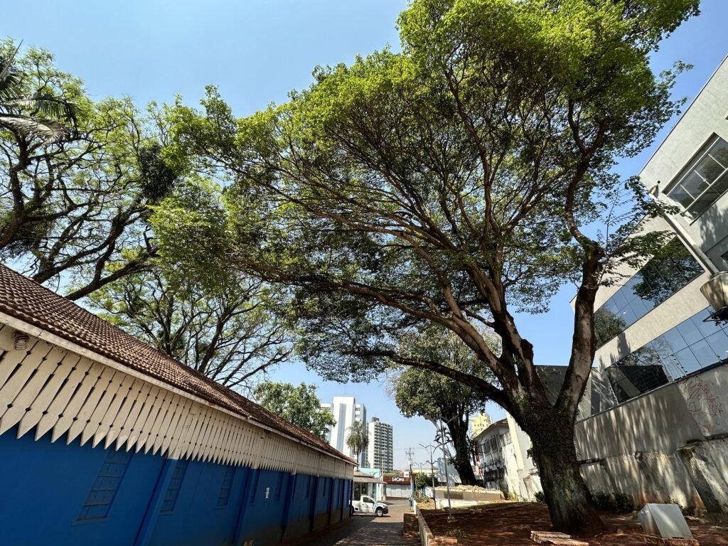 Americana promove campanha Apaixonados por Árvores no mês da Arborização Urbana