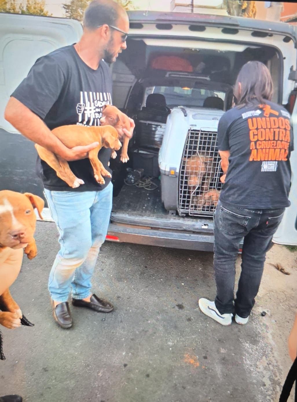 Cadelas e filhotes são resgatados em situação de maus-tratos em Americana