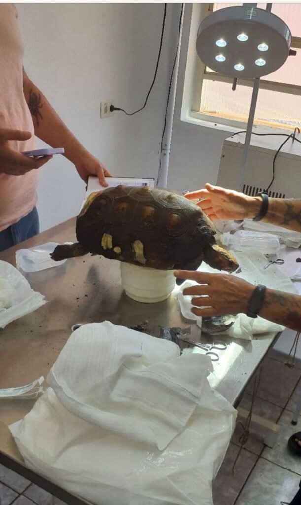 Jabuti é resgatado com queimaduras pelo GPA da Guarda Municipal de Americana