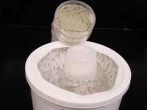 Cientistas criam fungo capaz de eliminar mosquito da dengue, malária e zika