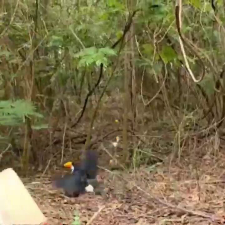 Gama realiza soltura de tucano reabilitado em reserva de Americana