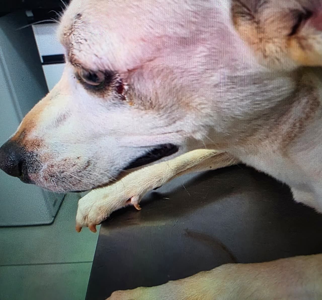 Homem é preso em flagrante por maus-tratos a cadela em Americana