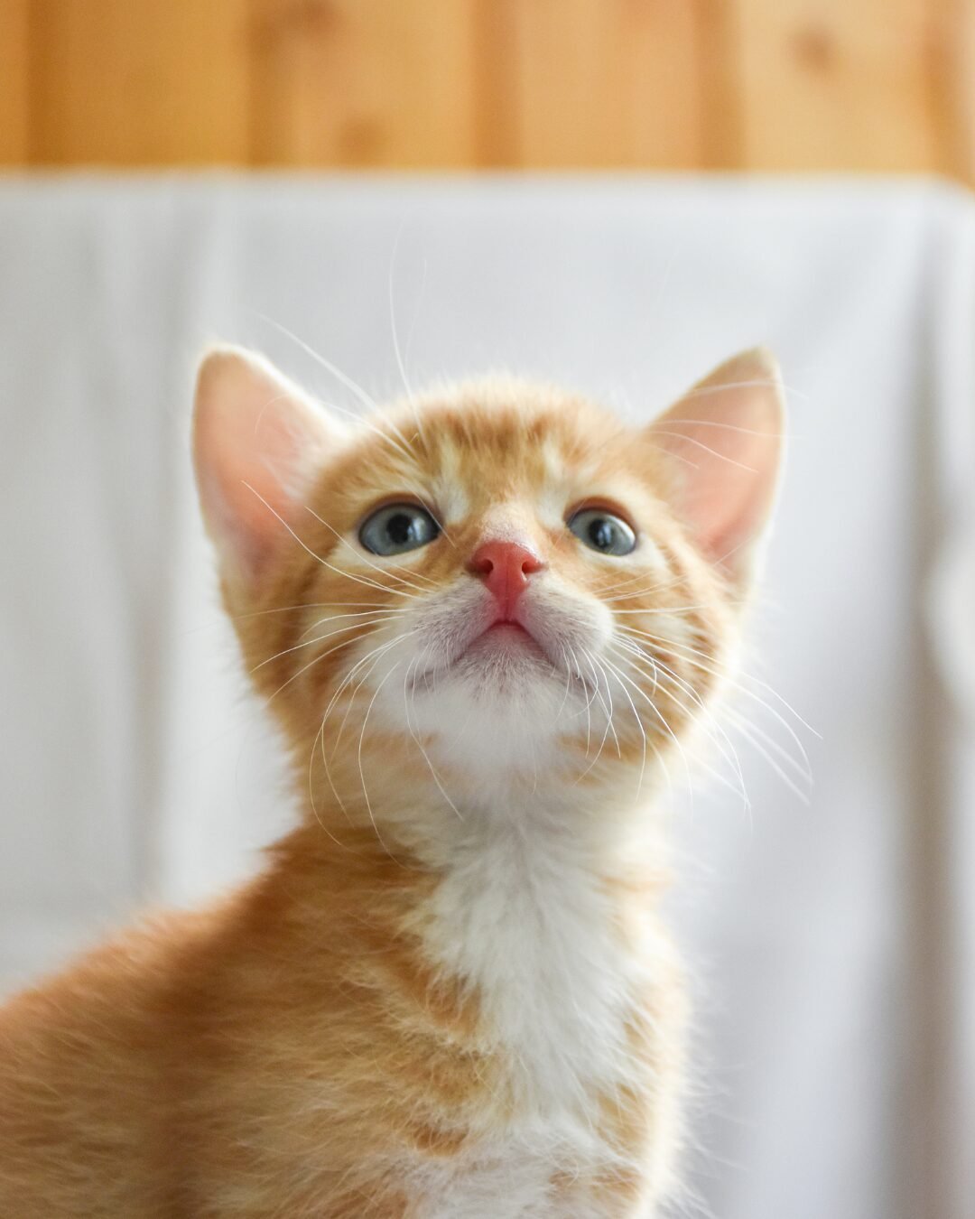 Professora no Texas é investigada após alimentar cobra com filhote de gato em sala de aula