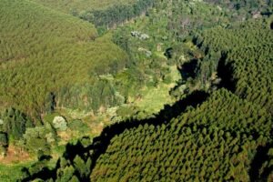 Suzano amplia monitoramento ambiental em São Paulo e reforça combate a incêndios florestais