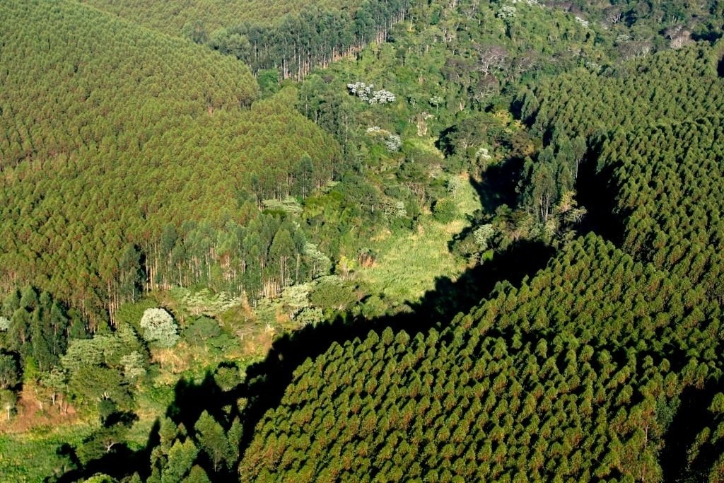 Suzano amplia monitoramento ambiental em São Paulo e reforça combate a incêndios florestais