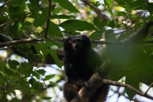 Suzano identifica novos grupos de mico-leão-preto e reforça ações pela biodiversidade
