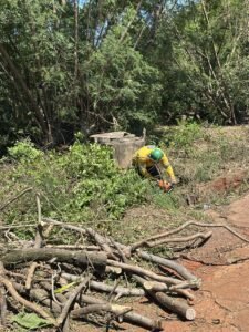 Prefeitura realiza nova etapa de manejo de leucenas na Avenida Bandeirantes