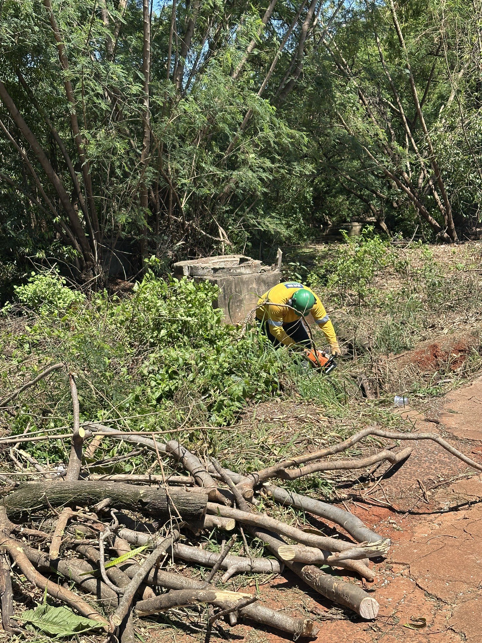 Prefeitura realiza nova etapa de manejo de leucenas na Avenida Bandeirantes