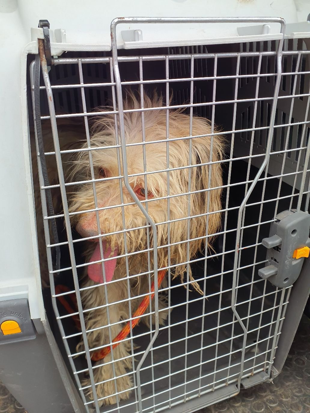 Cachorro é resgatado em Americana após denúncia de maus-tratos