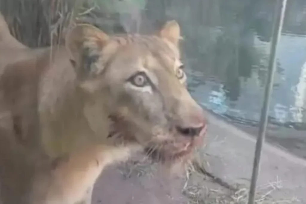 Jovem morre atacado após invadir jaula de leoa em zoológico