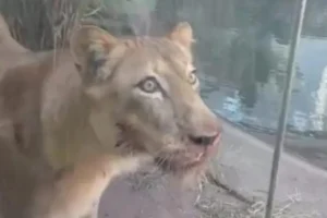 Jovem morre atacado após invadir jaula de leoa em zoológico