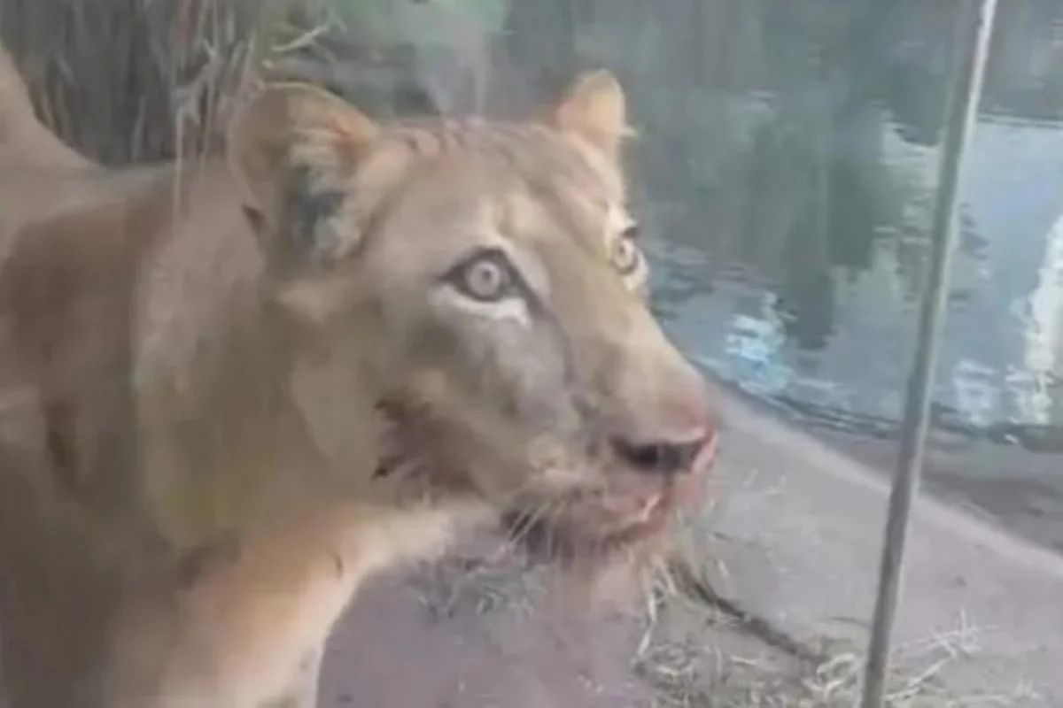 Jovem morre atacado após invadir jaula de leoa em zoológico