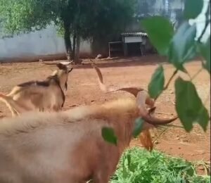 Bodes Tiãozinho e Bito são furtados em Americana e população pede ajuda