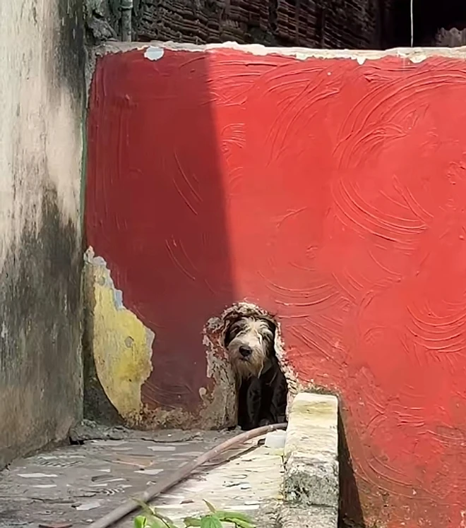 Cachorra espera por tutor morto durante cinco meses e é resgatada