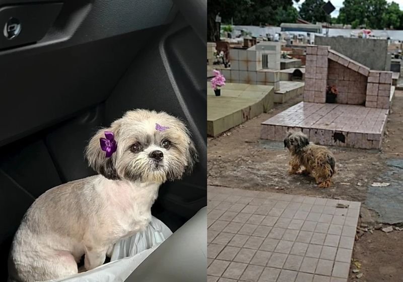 Cachorrinha que ficou esperando 10 meses em cemitério por tutor falecido ganha novo lar