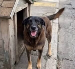 Cão conhecido como Orelha é morto após agressões e caso gera comoção em Florianópolis