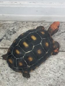 Guarda Municipal apura possível maus-tratos a animais em apartamento de Americana